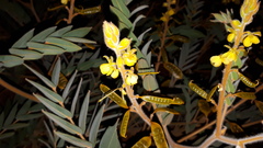 Senna notabilis