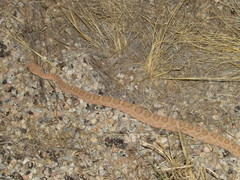 Crotalus oreganus concolor