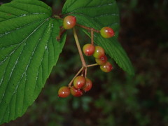 Viburnum wrightii