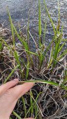 Carex nardina