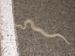 Crotalus oreganus concolor