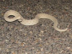 Crotalus oreganus concolor
