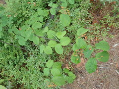 Viburnum wrightii