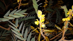 Senna notabilis