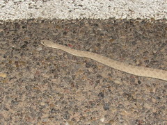 Crotalus oreganus concolor