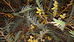 Senna notabilis