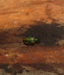 Diabrotica porracea