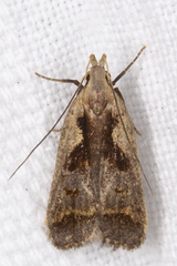 Dichomeris bilobella