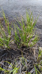 Carex nardina