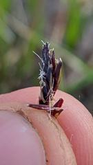 Carex nardina