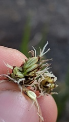 Carex nardina