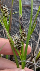 Carex nardina