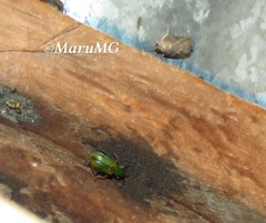 Diabrotica porracea