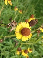 Helenium flexuosum