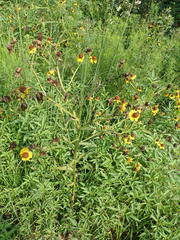 Helenium flexuosum