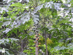 Vasconcellea cauliflora