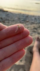 Leucrocuta umbratica