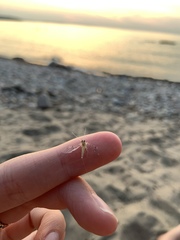 Leucrocuta umbratica