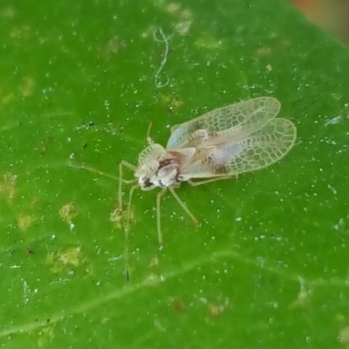 Rhododendron Lace Bug (Stephanitis rhododendri) · iNaturalist