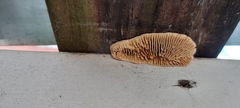 Gloeophyllaceae