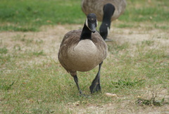 Branta canadensis