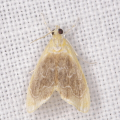 Glaphyria fulminalis