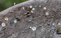 Gloiocephala