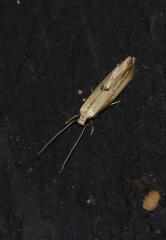 Opostegidae