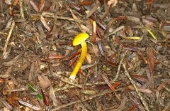Hygrocybe parvula