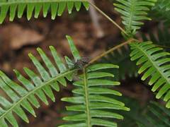 Hamadruas hieroglyphica