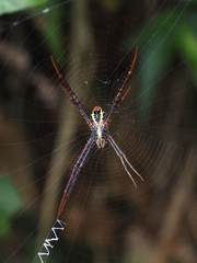 Argiope aetheroides