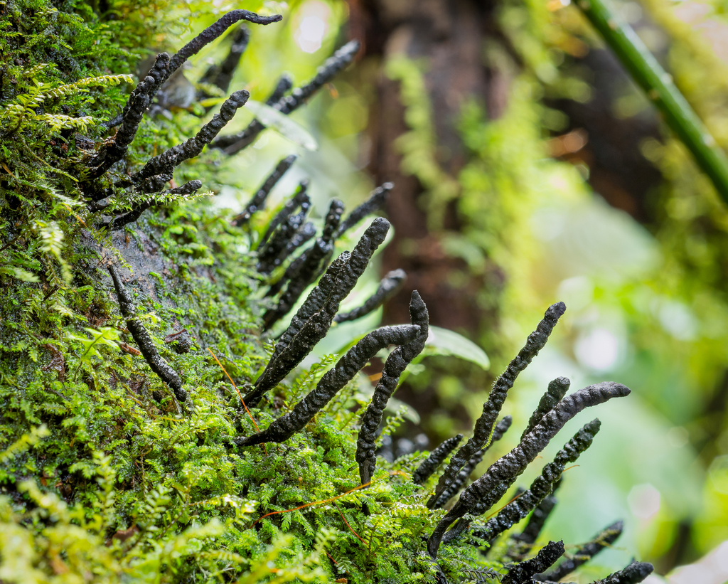 Xylaria cylindrica