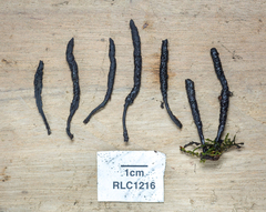 Xylaria fissilis