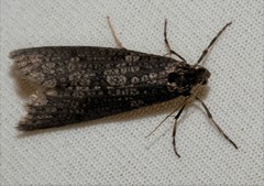 Lepidoscia annosella