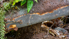 Tinctoporellus epimiltinus