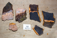 Tinctoporellus epimiltinus