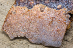 Tinctoporellus epimiltinus