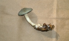 Clitocybe glaucoalba
