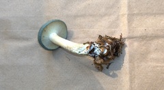 Clitocybe glaucoalba