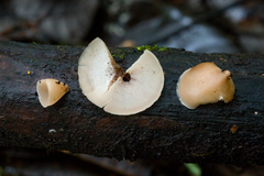 Auriscalpium andinum