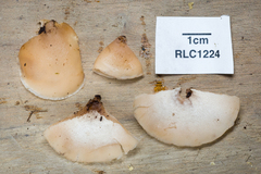 Auriscalpium andinum