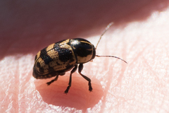 Cryptocephalus castaneus