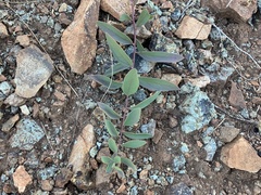 Comandra umbellata californica