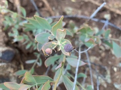 Comandra umbellata californica
