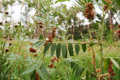 Glycyrrhiza lepidota
