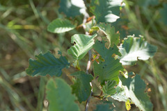 Cryptocephalus castaneus