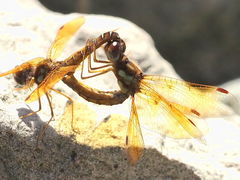 Perithemis tenera