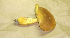 Aureoboletus roxanae