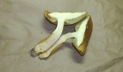 Aureoboletus roxanae
