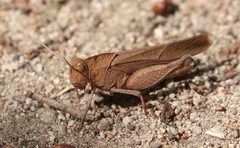 Tomonotus ferruginosus